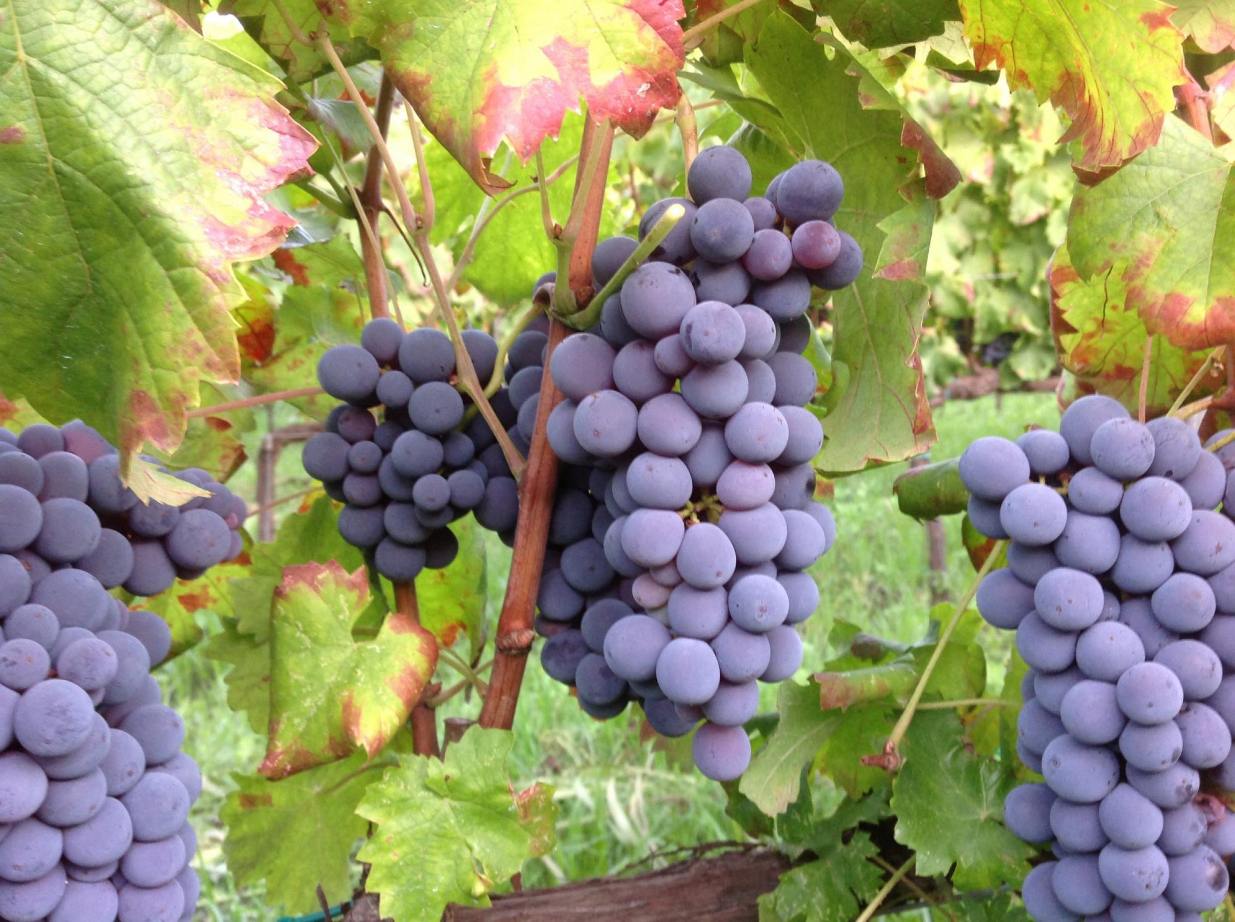 Vino da agricoltura biologica